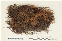 藏品(砂苔屬)的圖片